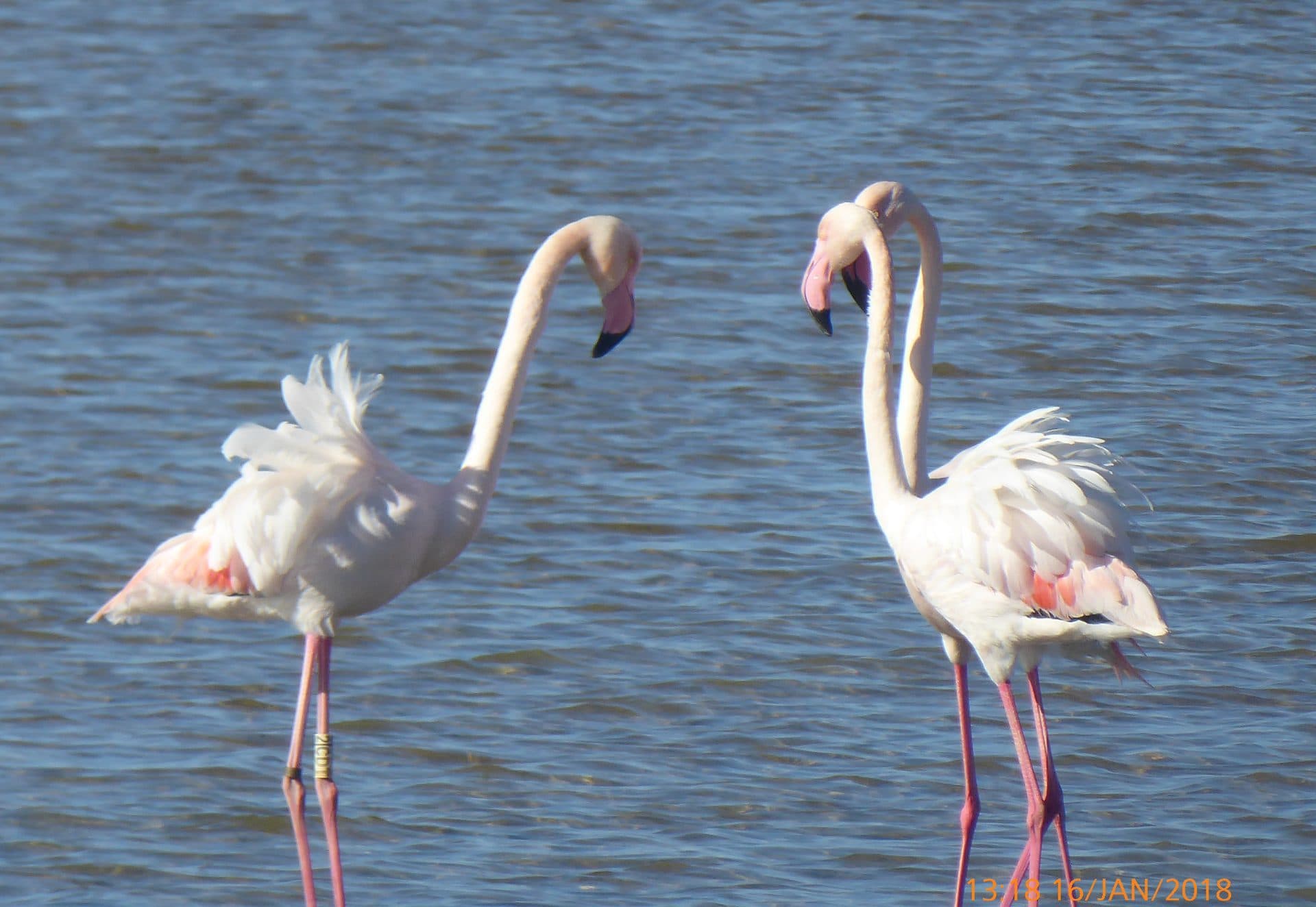 Dos flamencos en las Salinas de Cabo de Gata.
