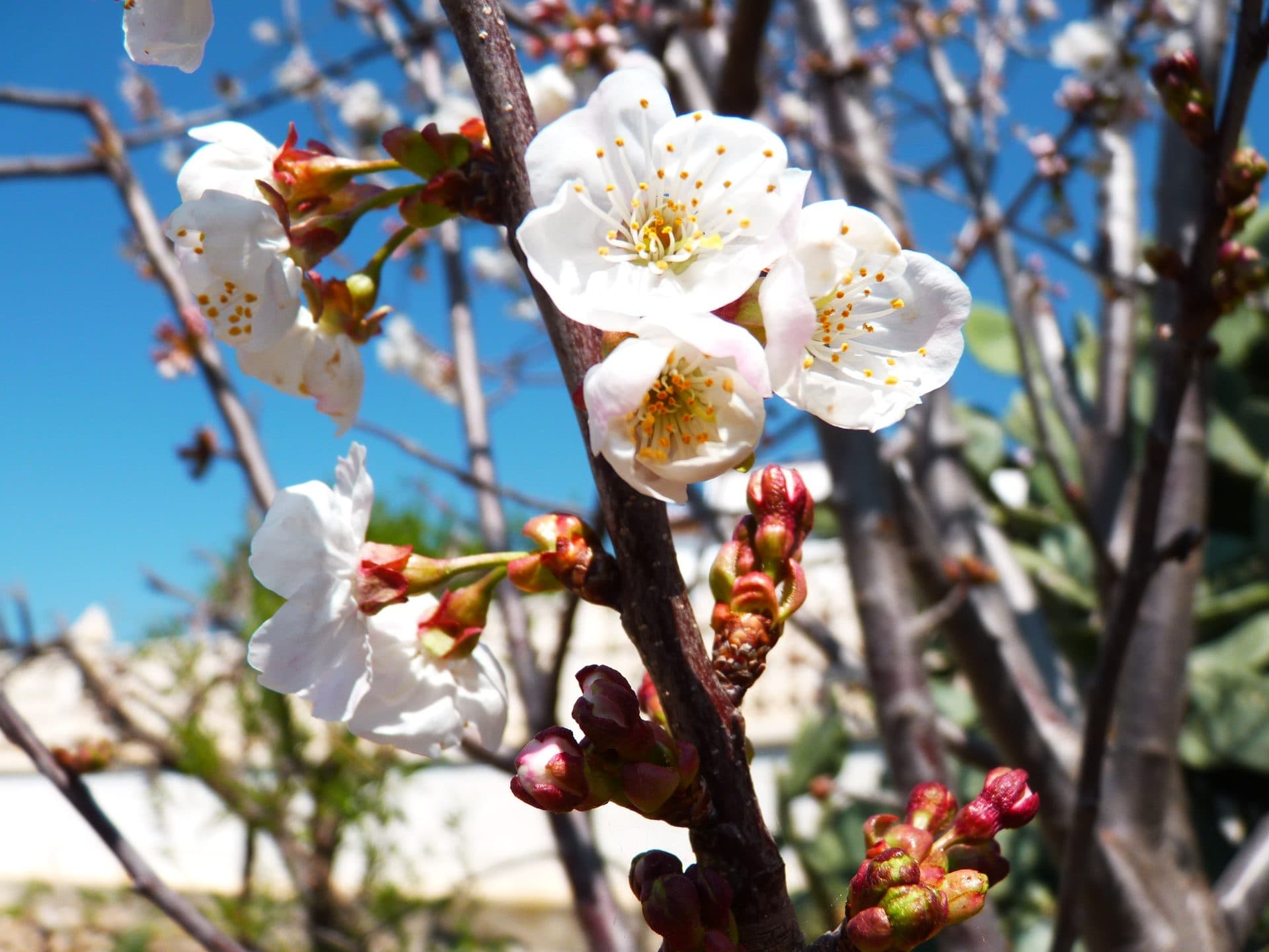 Flores blancas de almendro en plena floración, con cielo azul de fondo.