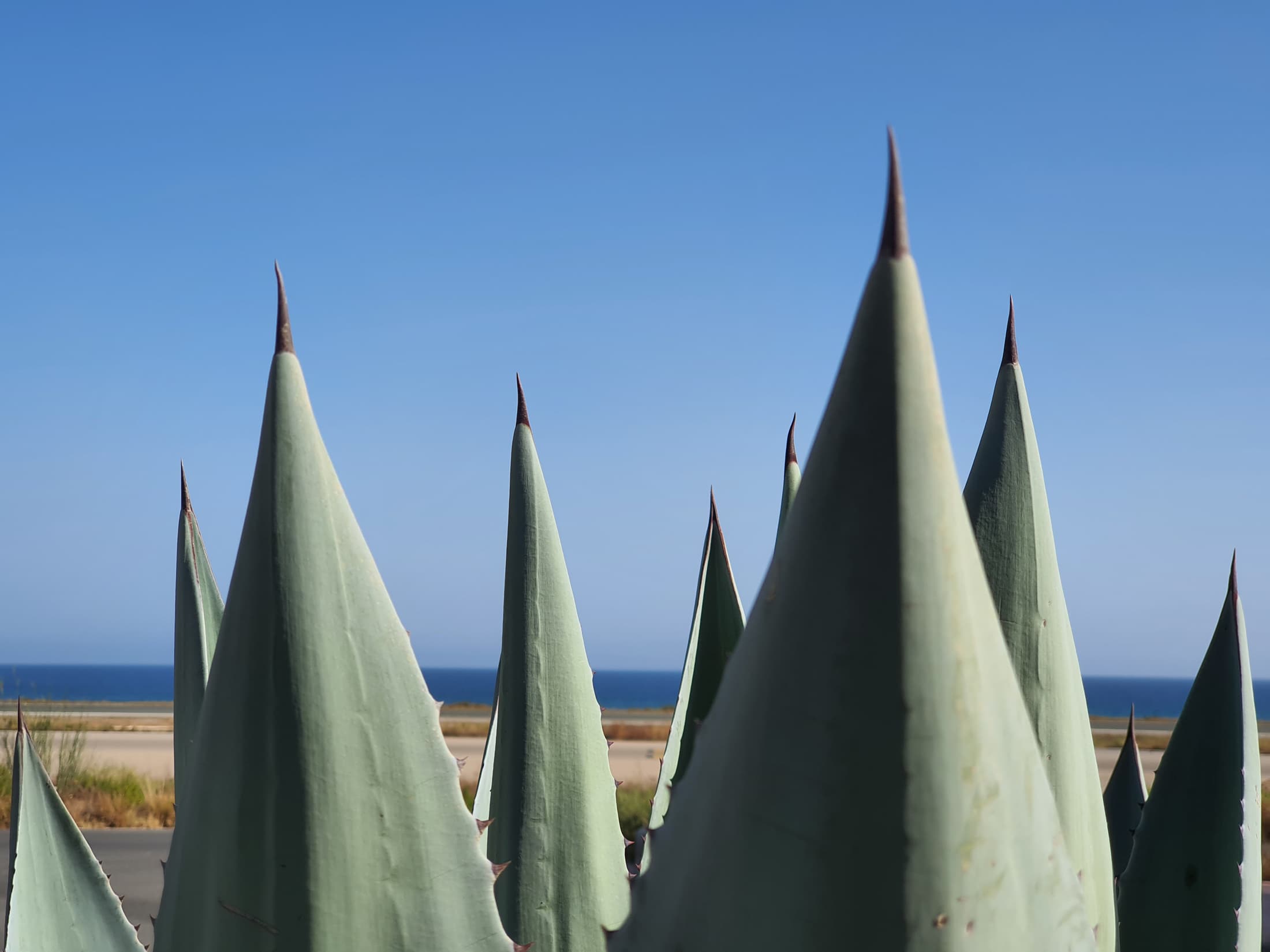 Hojas de agave recortadas sobre el cielo azul y el mar.